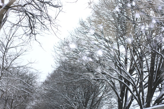 Les arbres du Père Lachaise sous la neige