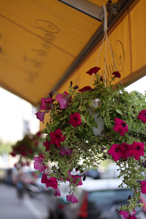 petunias