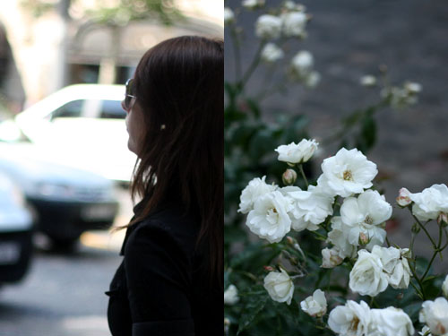 Roses_blanches