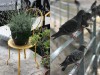 Chaise de jardin 1900 jaune