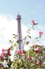 Tour Eiffel dans un bouquet de fleurs
