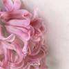 Jacinthe rose