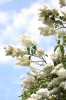 Lilas blanc en fleurs