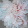 Une pivoine blanche du parc floral de Paris