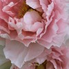Une pivoine rose pâle au parc floral de Paris