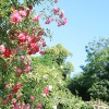 Roses rouges