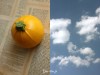 Courgette ronde